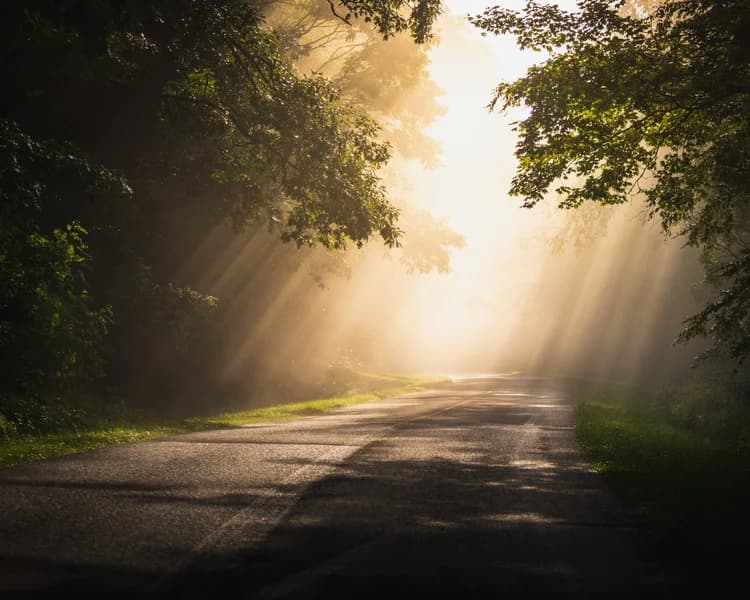 Tree-lined path at sunrise